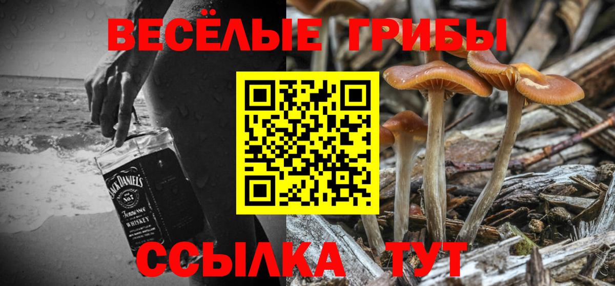 Псилоцибиновые грибы Psilocybe Горячий Ключ